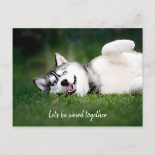 Let's Be Weird Together / Husky Photo Postcard