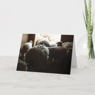 "Let's Go Outside" Sheep Standing Near Barn Door Card