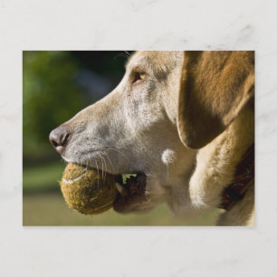 Let's Play Ball Postcard
