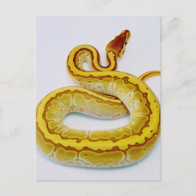 Letter "S" Yellow Ball Python Postcard (Front)
