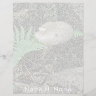 Letterhead Fern & Mushroom at Stump Letterhead