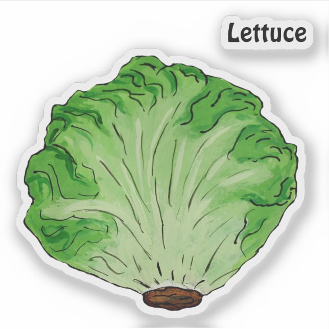 Lettuce (Front)
