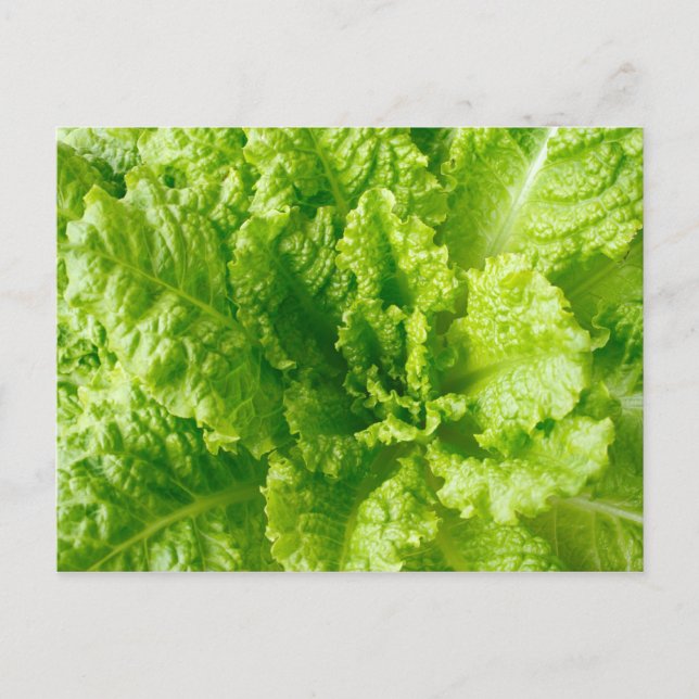 Lettuce Postcard (Front)