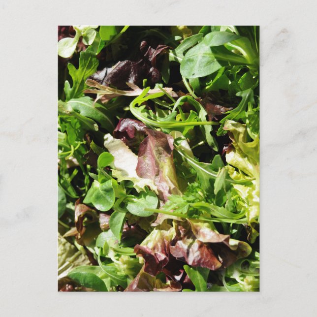 Lettuce Postcard (Front)
