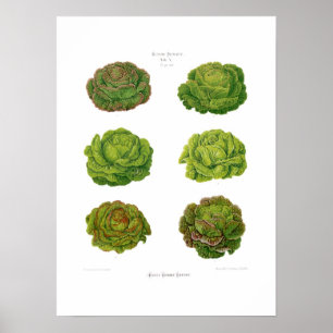 Lettuces Poster