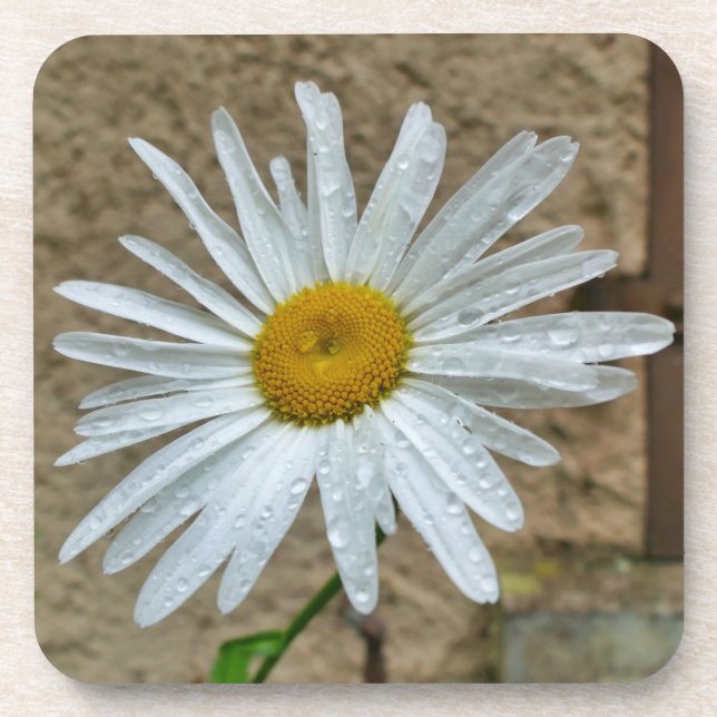 Leucanthemum Bloom Coaster (Front)