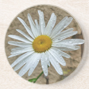 Leucanthemum Bloom Coaster