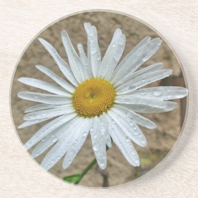 Leucanthemum Bloom Coaster (Front)