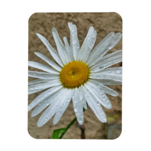 Leucanthemum Bloom Magnet