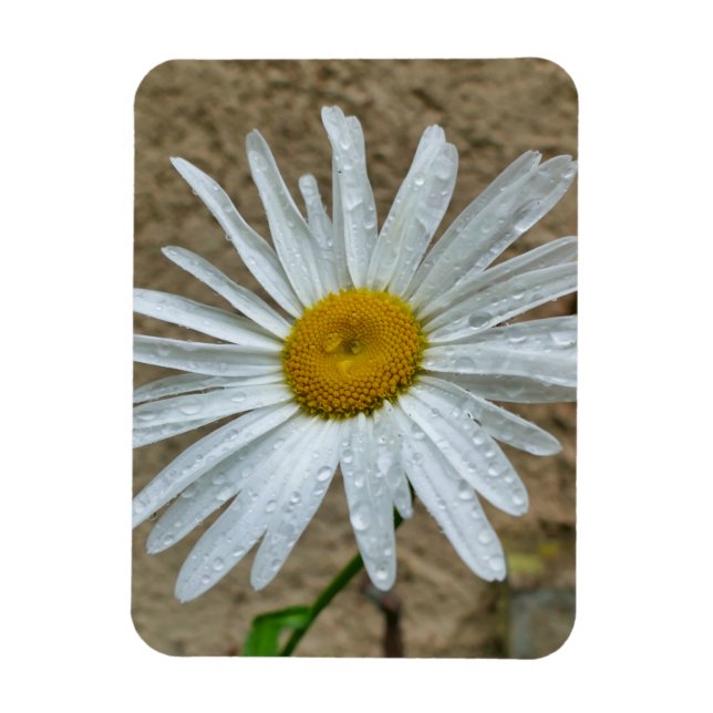 Leucanthemum Bloom Magnet (Vertical)