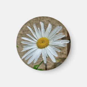 Leucanthemum Bloom Magnet