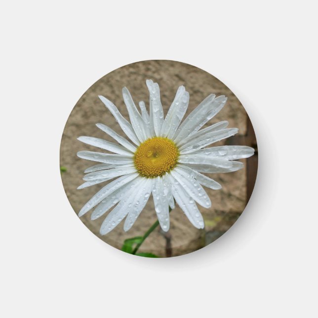 Leucanthemum Bloom Magnet (Front)