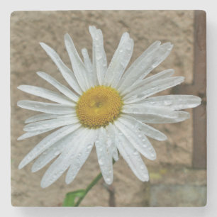 Leucanthemum Bloom Stone Coaster
