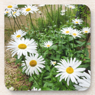 Leucanthemum Blooms Coaster