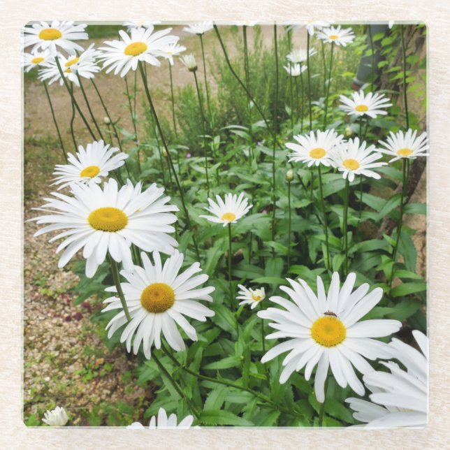 Leucanthemum Blooms Glass Coaster (Front)