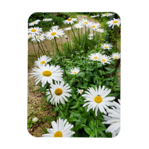 Leucanthemum Blooms Magnet