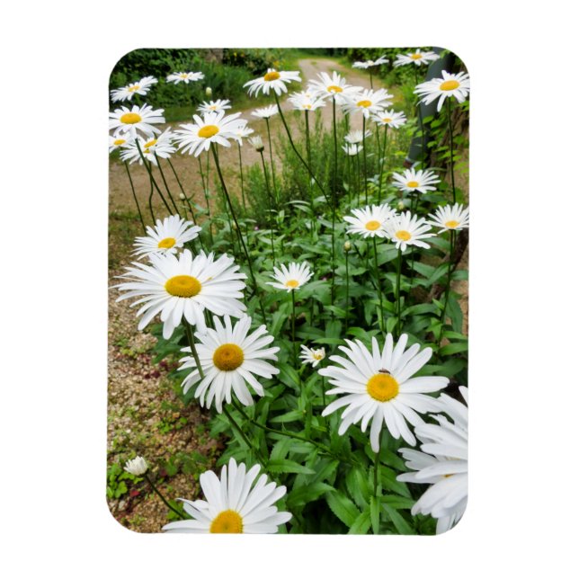 Leucanthemum Blooms Magnet (Vertical)