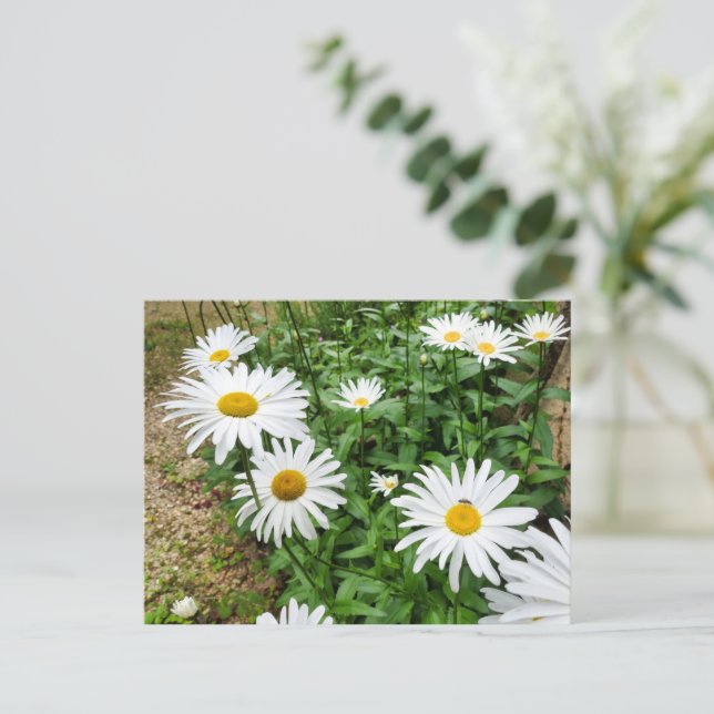 Leucanthemum Blooms Postcard (Standing Front)