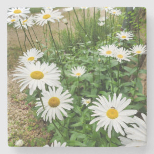 Leucanthemum Blooms Stone Coaster