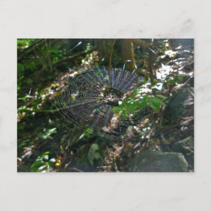 Leucauge Orb Web Postcard