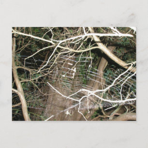Leucauge Spider Web Postcard