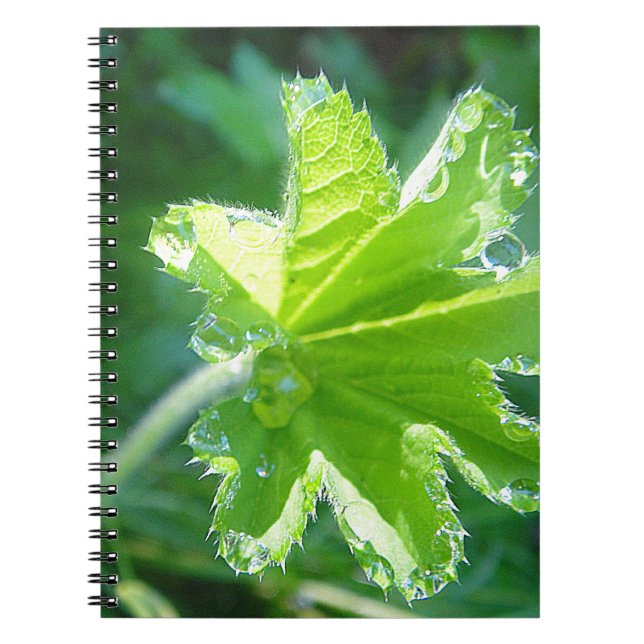 Leuchtendes Blatt mit Wassertropfen Notebook (Front)
