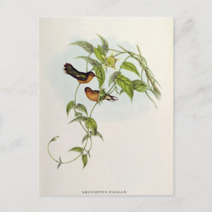 Leucippus Fallax Postcard