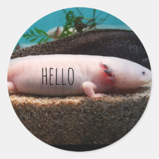 leucistic axolotl classic round sticker