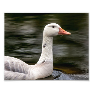 Leucistic Canadian Goose Photo Print