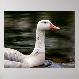 Leucistic Canadian Goose Poster