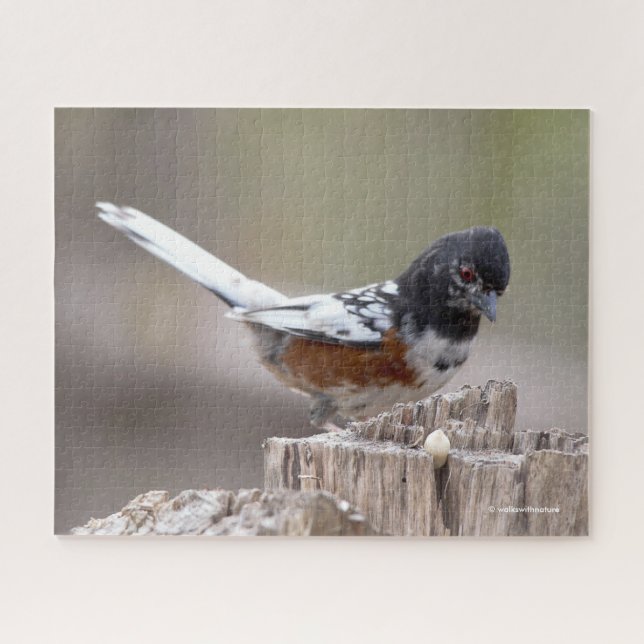 Leucistic Spotted Towhee Sparrow Songbird on Stump Jigsaw Puzzle (Horizontal)