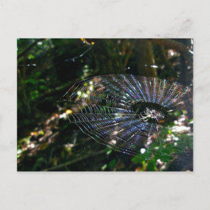 Leugauge Orb Web Postcard