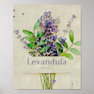 Levandula spica l. poster