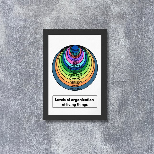 Levels of organisation of living things poster (Creator Uploaded)
