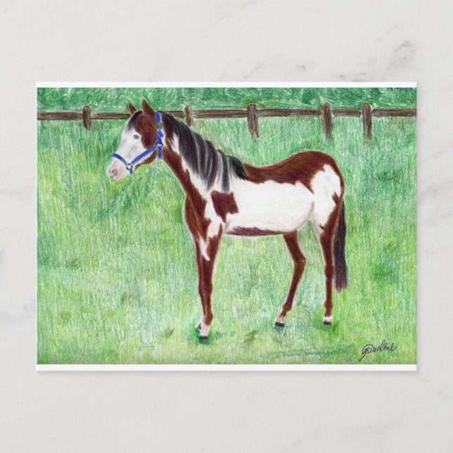 Levi Paint Horse Postcard (Front)