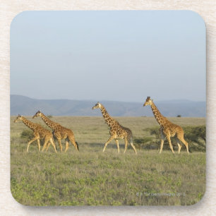 Lewa Wildlife Conservancy, Kenya Coaster
