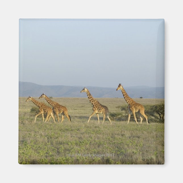 Lewa Wildlife Conservancy, Kenya Magnet (Front)