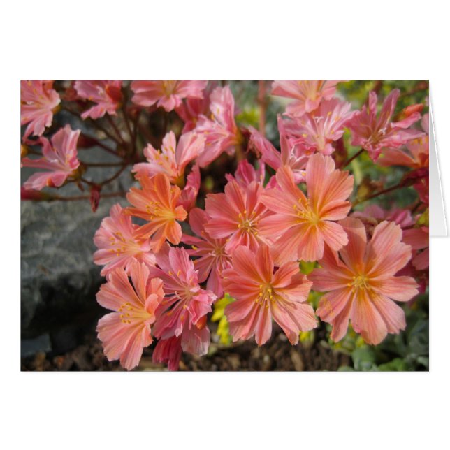 Lewisia Card (Front Horizontal)