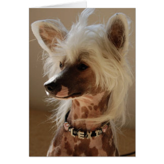 Lexi the great Chinese Crested