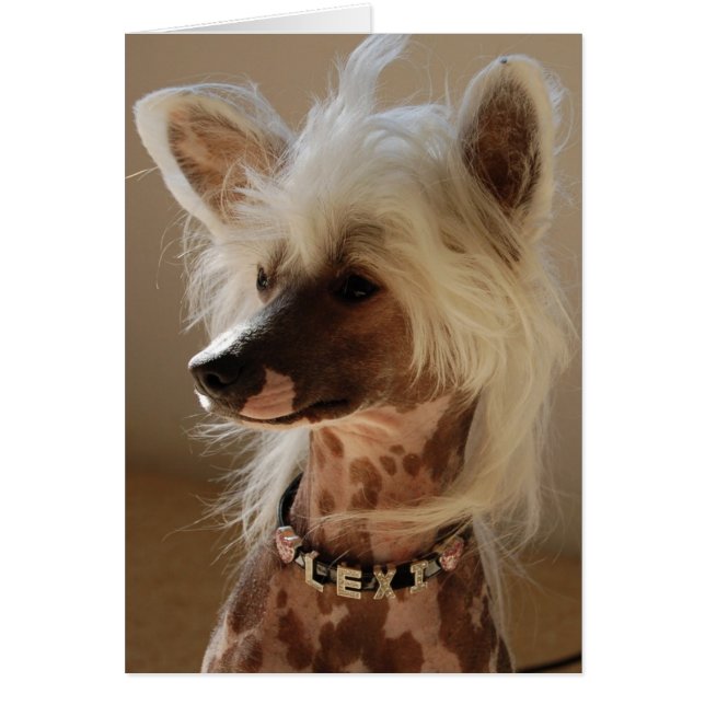 Lexi the great Chinese Crested (Front)