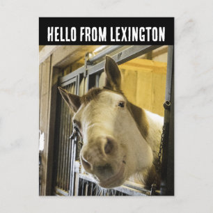 LEXINGTON KENTUCKY HORSE SMILING FUNNY POSTCARD