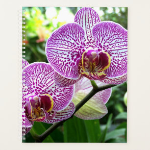 Lg Planner Purple Striped Orchids