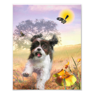 Lhasa Apso Dog HIGH TAIL HOME Photo Print