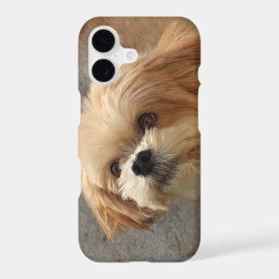 Lhasa Apso dog in a garden