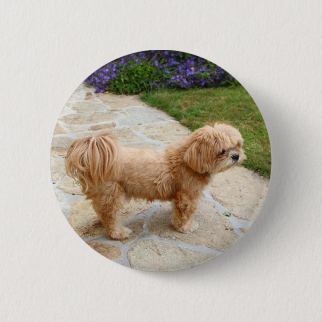 Lhasa Apso dog in a garden 6 Cm Round Badge (Front)