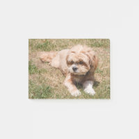 Lhasa Apso dog