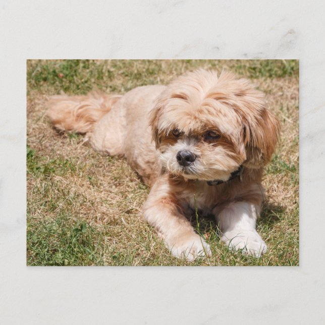 Lhasa Apso dog Postcard (Front)