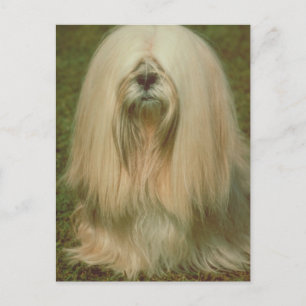 Lhasa Apso Postcard