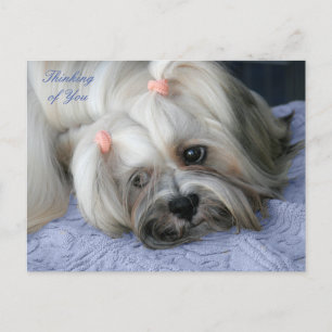 Lhasa Apso Rugged Little "Bark Lion Dog" Post Card