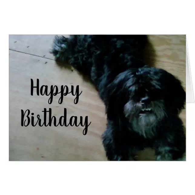 Happy birthday best sale lhasa apso